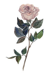 WAtercolor painting vintage beautiful rose flower on white background