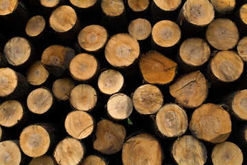 felled tree trunks, logs, timber, business, sawmill, industry, saw,
