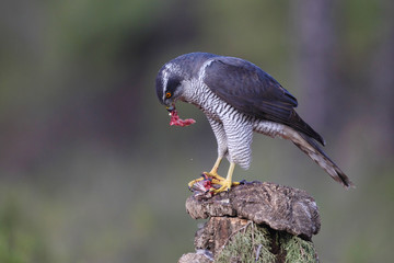 eurasian goshawk rare bird