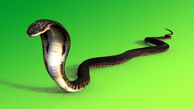 3d King Cobra The world's longest venomous snake isolated on green background, King cobra snake 3d illustration, King cobra snake 3d Rendering
