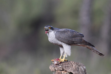 Eurasian goshawk hunting season