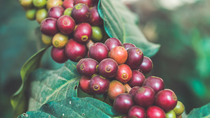 Coffee cherries (beans) plantation in vintage style.
