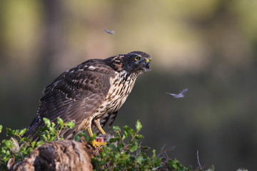 Eurasian goshawk hunting season