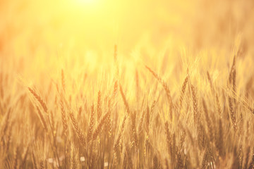 Brown Barley in field for Background