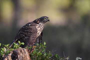 Eurasian goshawk 