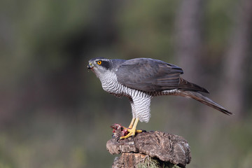 Eurasian goshawk hunting season