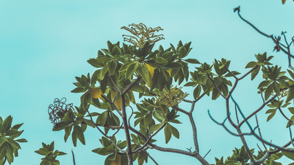 Branches green tree and blue sky background in vintage style.