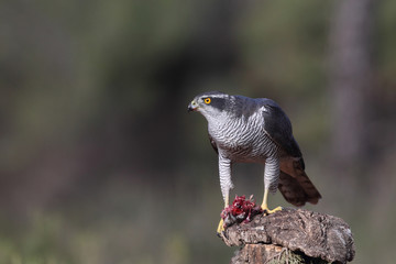 Eurasian goshawk 