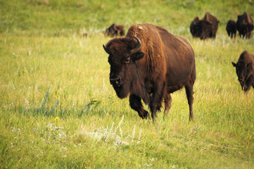 American Buffalo