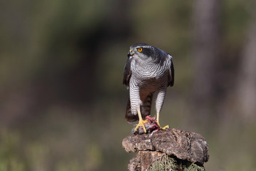 Eurasian goshawk hunting season