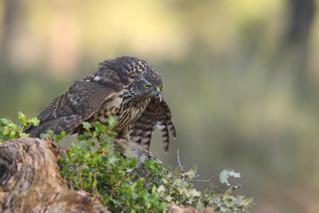 Eurasian goshawk hunting season