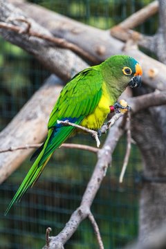 A peach-fronted parakeet or peach-fronted conure eating in a bird park