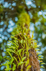 Ivy leaves on tree with the angle view from below in a vertical picture vintage style.