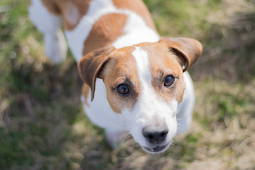 Jack Russell looking from down directly to the camera. Shoot out