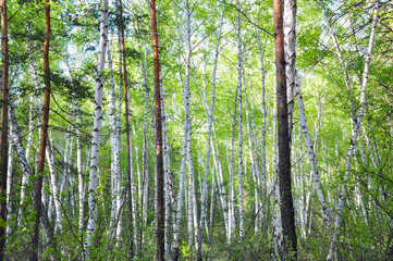 Summer birch forest