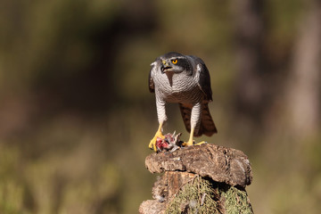 eurasian goshawk rare bird
