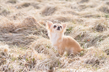 Chihuahua siting and waiting to get something. Shoot outdoor in