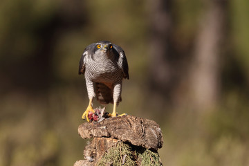 Eurasian goshawk hunting season