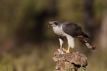 Eurasian goshawk hunting season