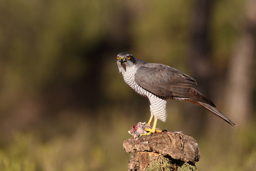 Eurasian goshawk hunting season