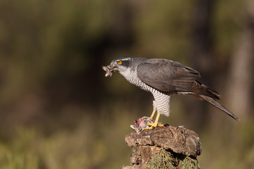 Eurasian goshawk hunting season