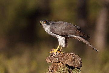 Eurasian goshawk hunting season