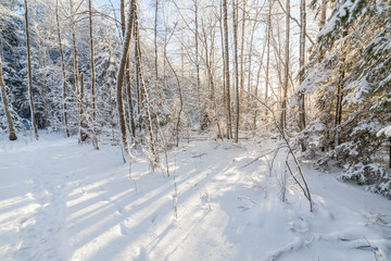 Sun shine in snowy forest