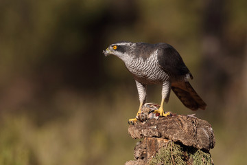 Eurasian goshawk hunting season