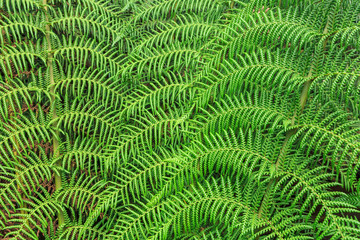 tree fern frond pattern abstract, background texture
