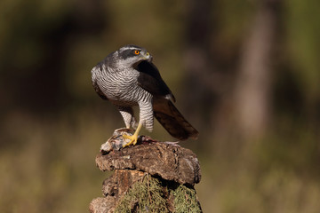 Eurasian goshawk hunting season