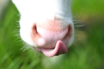 Cow calf licking it's nose