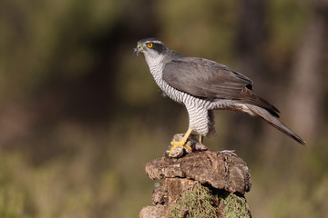 Eurasian goshawk hunting season