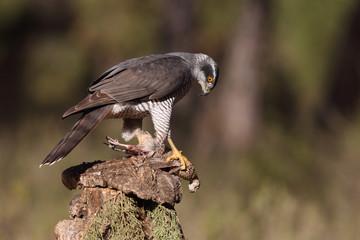 Eurasian goshawk hunting season