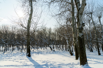 Forest Trees Covered With White Winter Snow
