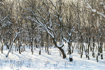 Forest Trees Covered With White Winter Snow