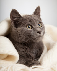gray kitten wrapped in a blanket, smoky cat in blanket on a gray