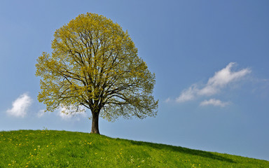 Fototapeta na wymiar Tree on a hill