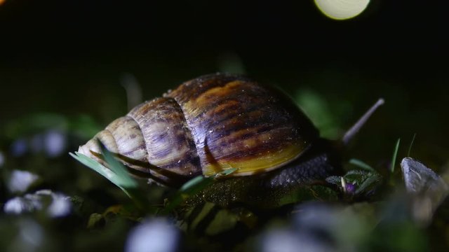 large snail crawling at night.Giant clam