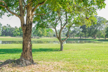 The trees are surrounded by green grass in the park.
