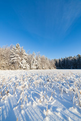 Frozen lake and snow covered reeds