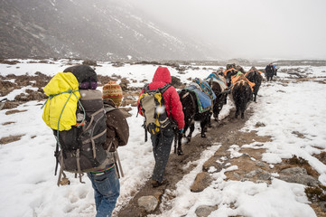 Trekkers, sherpas and yak shepherds in the Himalayan Regions during stnowstorm © mbruxelle