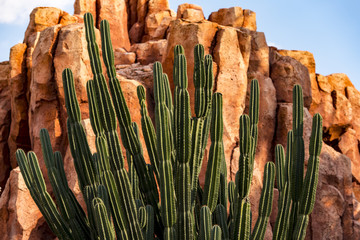 Сactuses  in Arizona, USA