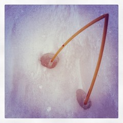 Winter V