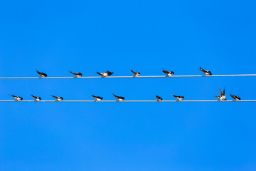 Group of swallows sitting on parallel wires and on the background of blue sky.