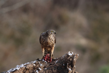 Goshawk