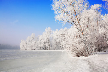 Ice coast with trees covered with frost