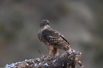 Goshawk