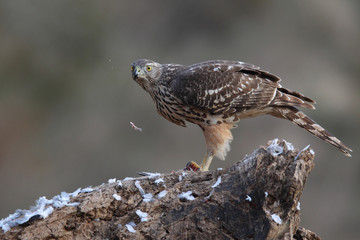 Goshawk