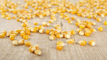 Scattered ripe dried yellow corn on wooden desk