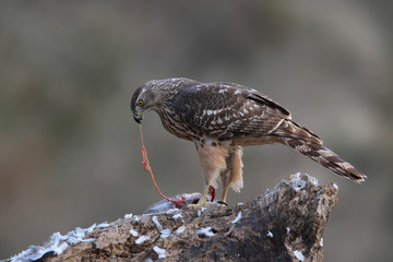 Goshawk